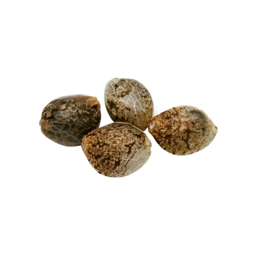 Pure Sunfarms - Headband Seeds