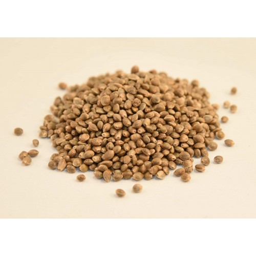 Jax Genetics - Jax Strait Blue