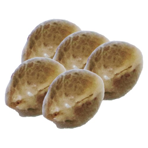 Painted Lady CBD Seeds