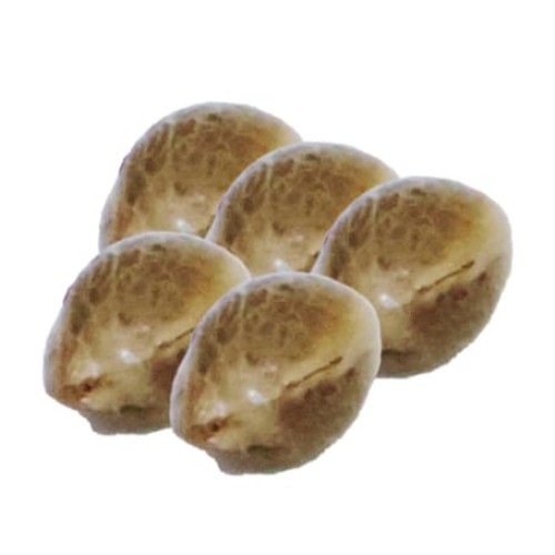 Painted Lady CBD Seeds