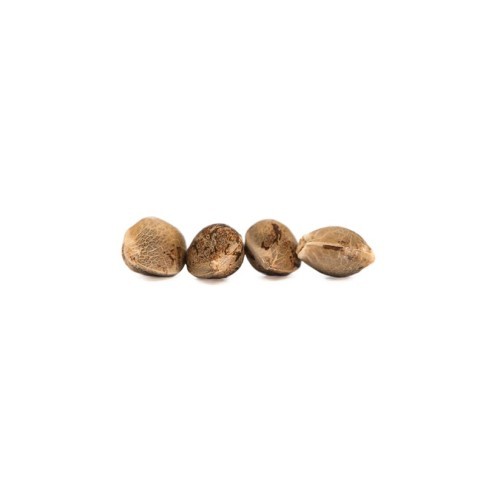 Tweed - Wilma Seeds