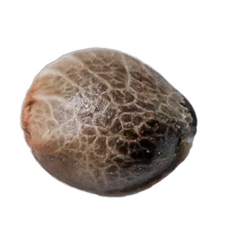 Muskoka Kush Seeds