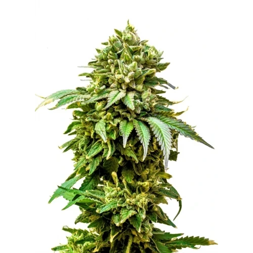 34 Street Seed Co - Chocolate Cake Seeds
