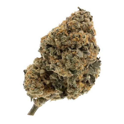 Kandy Kake Dried Flower