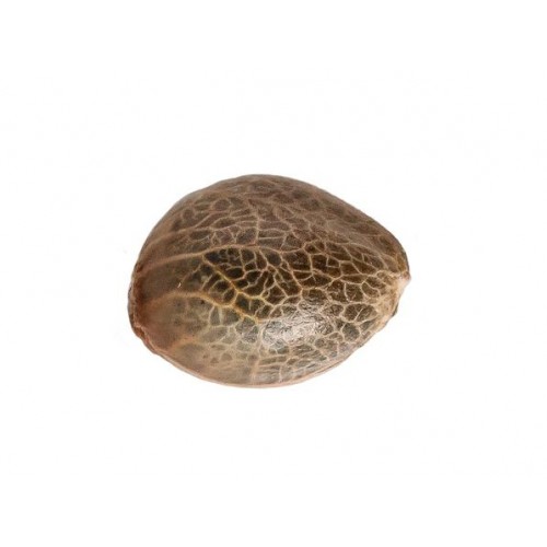 Pineapple Express Seeds