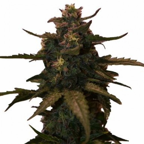 Widow's Venom image 3